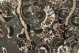 Polished Ammonite (Promicroceras) Slice - Marston Magna Marble #279274-1